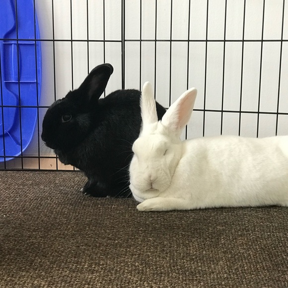 Meet your Posher, Becca - Picture 3 of 6